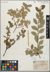 Foto von Salix myrsinifolia Salisb.